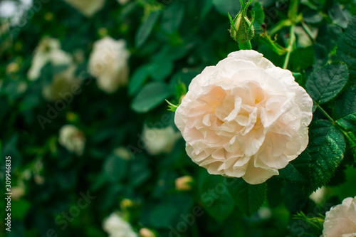 Beautiful cream or powder pink rose  with raindrops on a green bush background. Close up. Copy space.