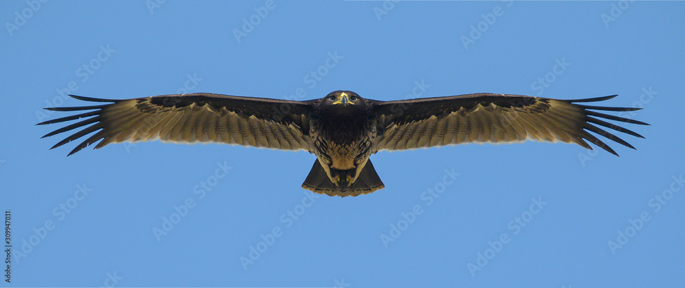 Naklejka premium Greater Spotted Eagle flying on blue sky