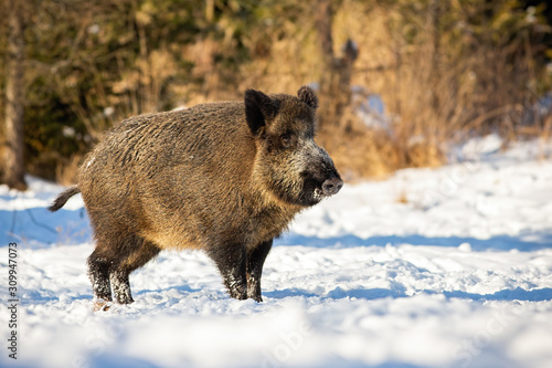 Huge wild boar, sus scrofa, standing and listening on a glade in winter. Animal on a snow covered meadow in wintertime at sunrise with warm sunlight shining. © WildMedia