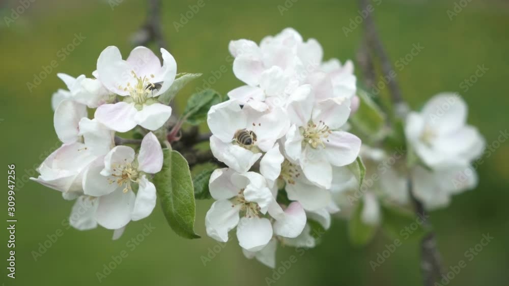 Honeybee pollinate white apple tree flowers in fresh spring