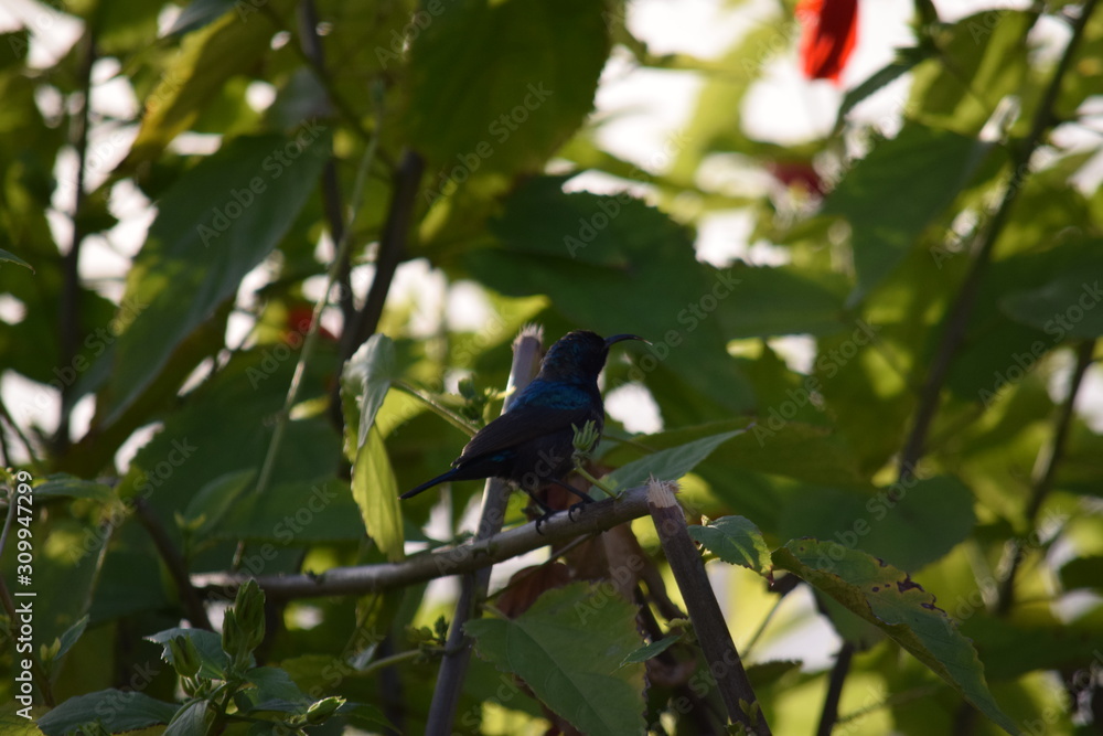 Fototapeta premium Humming Bird
