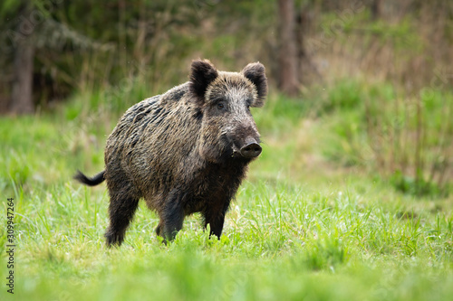 Slika na platnu Alert male wild boar, sus scrofa, standing fierceful on a meadow in springtime