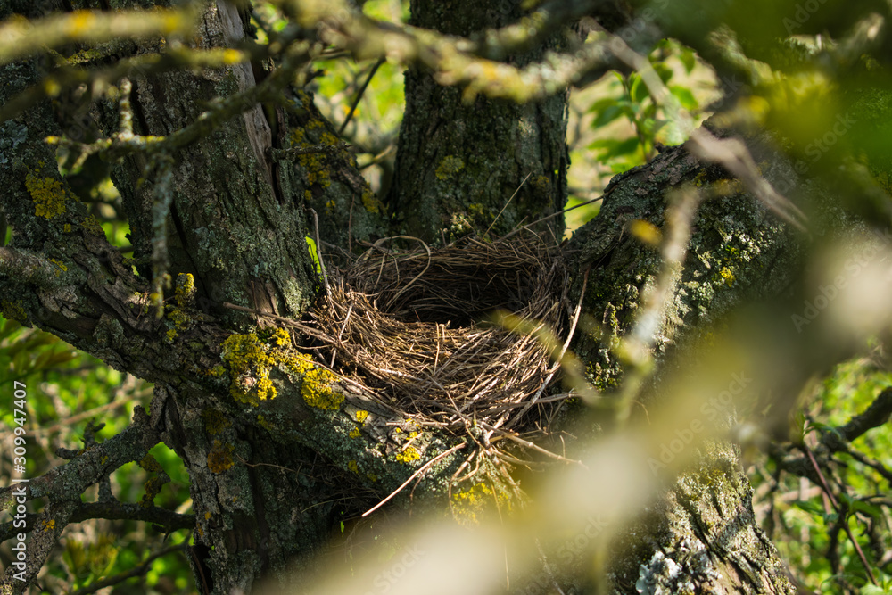 Empty bird's nest in the bushes. Centered. Empty bird's nest in the bushes. Centered.