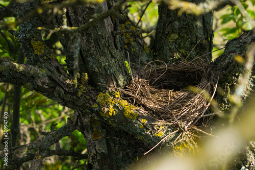 Empty bird's nest on the tree. Copy space.  