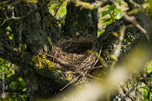 Bird's nest in the bushes. Center. 