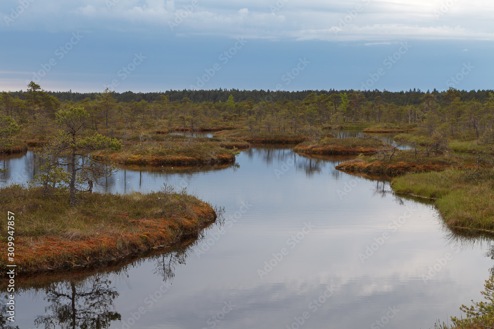 Ecopark in the bogs with small lakes and wooden pathes. Swampland in the middle of Estonia
