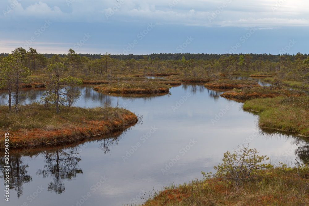 Obraz premium Ecopark in the bogs with small lakes and wooden pathes. Swampland in the middle of Estonia