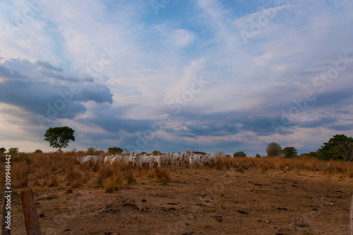 cattle herd in central Brazil
