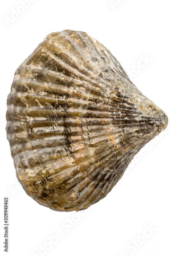 Fotografie Brachiopoda fossils, jurassic animals of Germany