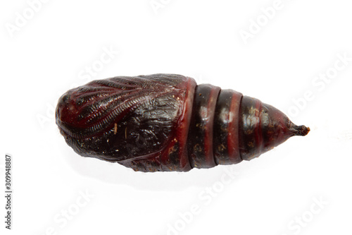 Butterfly in pupal stage, the appendages closely bound to the body, on a white background photo