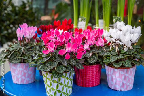 Colourful cyclamen plants displayed on a table photo