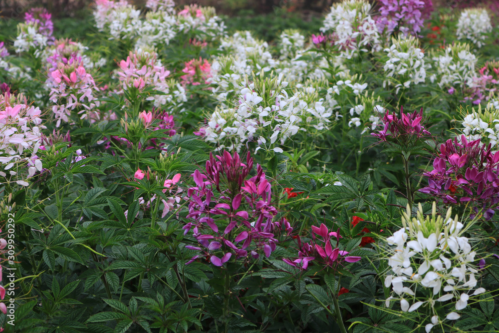 Colorful Cosmos Flower Garden Blooming,pink red white flower with leaf in garden