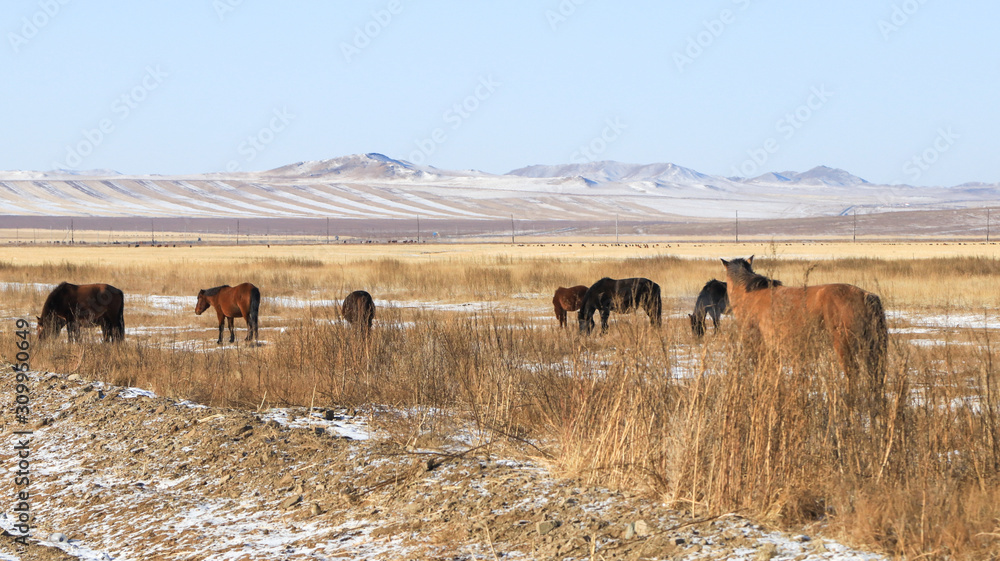 Obraz premium Horses