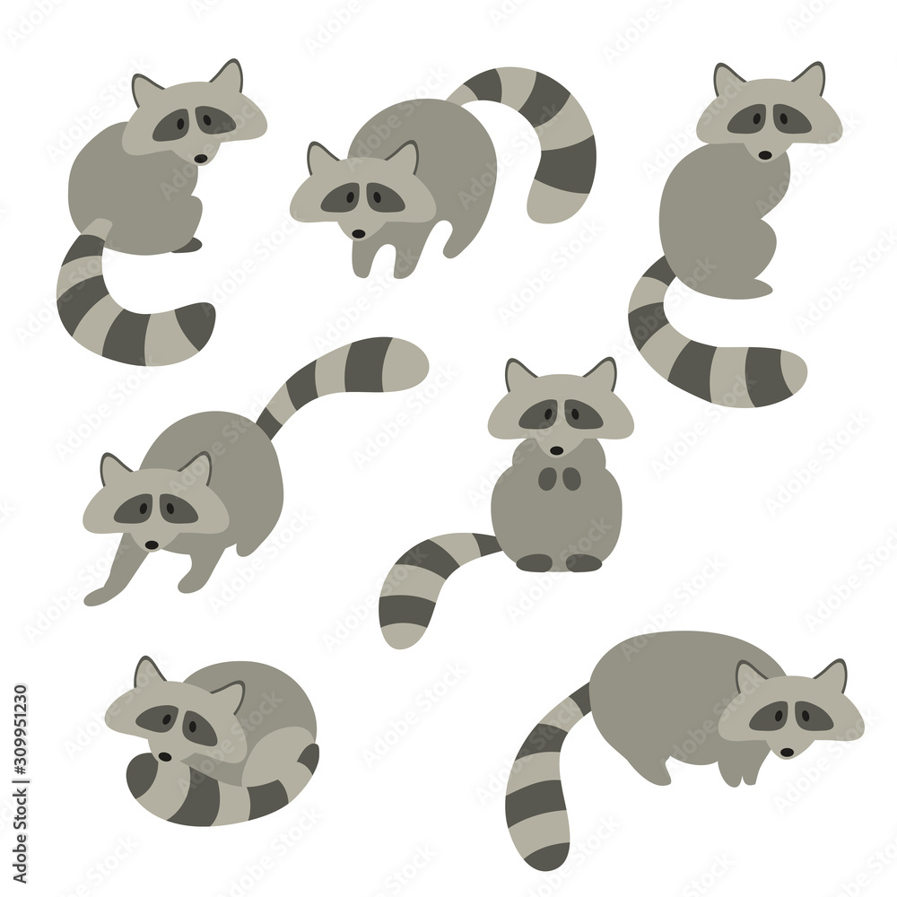 Obraz premium Set of cute gray flat raccoons in various poses. Flat vector illustration, animals, isolated on white.