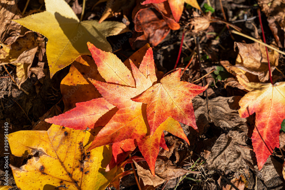 Foliage at fall in the Monza Park Foliage at fall in the Monza Park