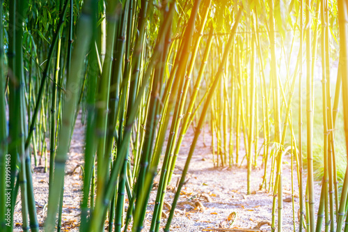 Bamboo forest in the morning sun