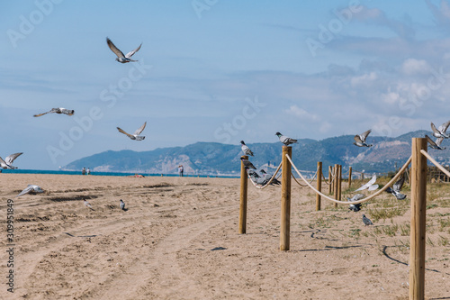 Spain, Castelldefels - birds