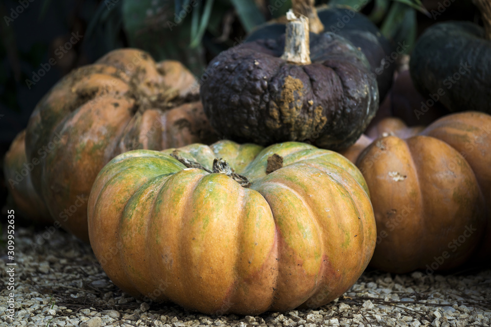 Courges de différentes variétés et couleurs Stock Photo | Adobe Stock