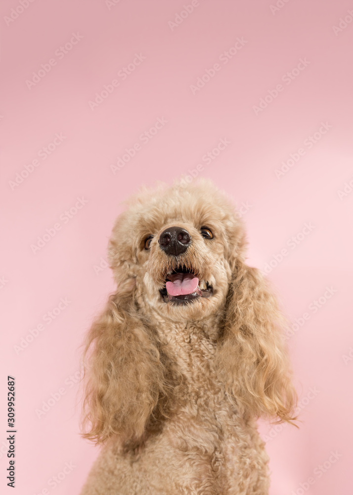 Happy cute brown poodle on pink background. Dog looks up. Copy space