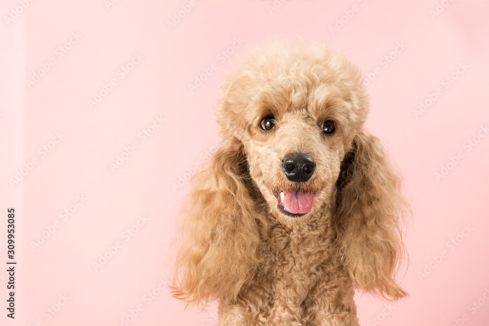 Portrait of brown poodle dog smiling and looking at the camera on a pink background. Copy space Portrait of brown poodle dog smiling and looking at the camera on a pink background. Copy space