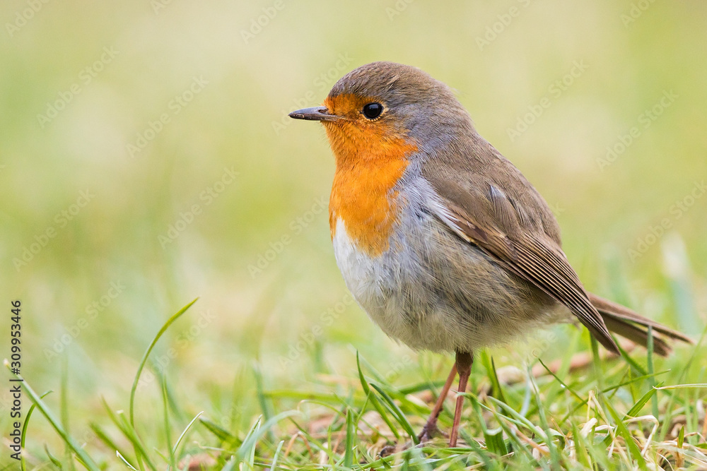 European Robin (Erithacus rubecula) close-up, Baden-Wuerttemberg, Germany European Robin (Erithacus rubecula) close-up, Baden-Wuerttemberg, Germany