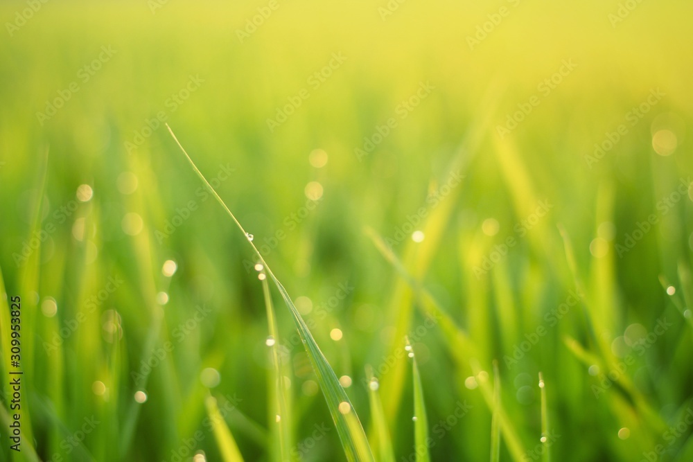 grass with dew drops grass with dew drops