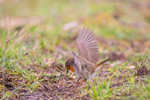 European Robin (Erithacus rubecula) pulling earthworm out of the soil, Baden-Wuerttemberg, Germany