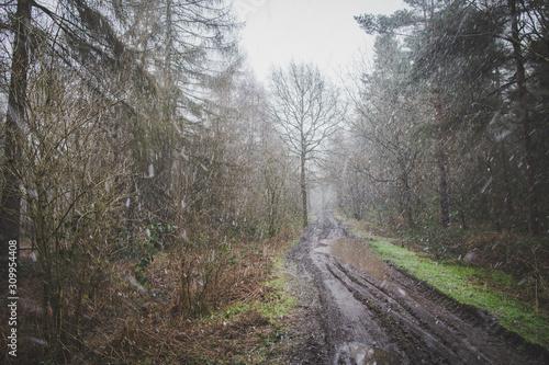 cold woodland © scott