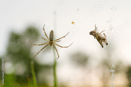 Argiope bruennichi spider with locusts caught in the web
