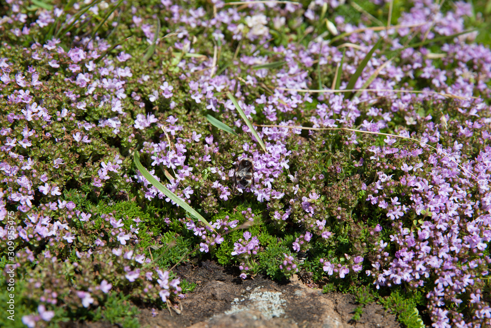 Thymus plant in Pico island, Azores, Portugal Thymus plant in Pico island, Azores, Portugal