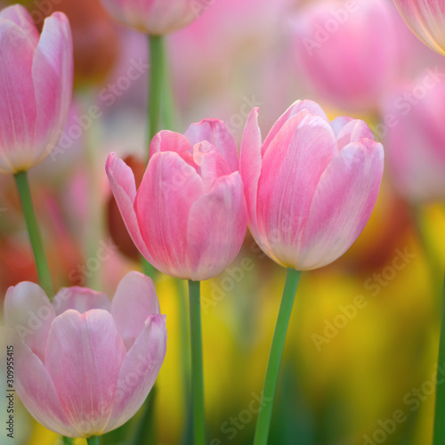 Colorful of tulips flowers against sunlight as floral background