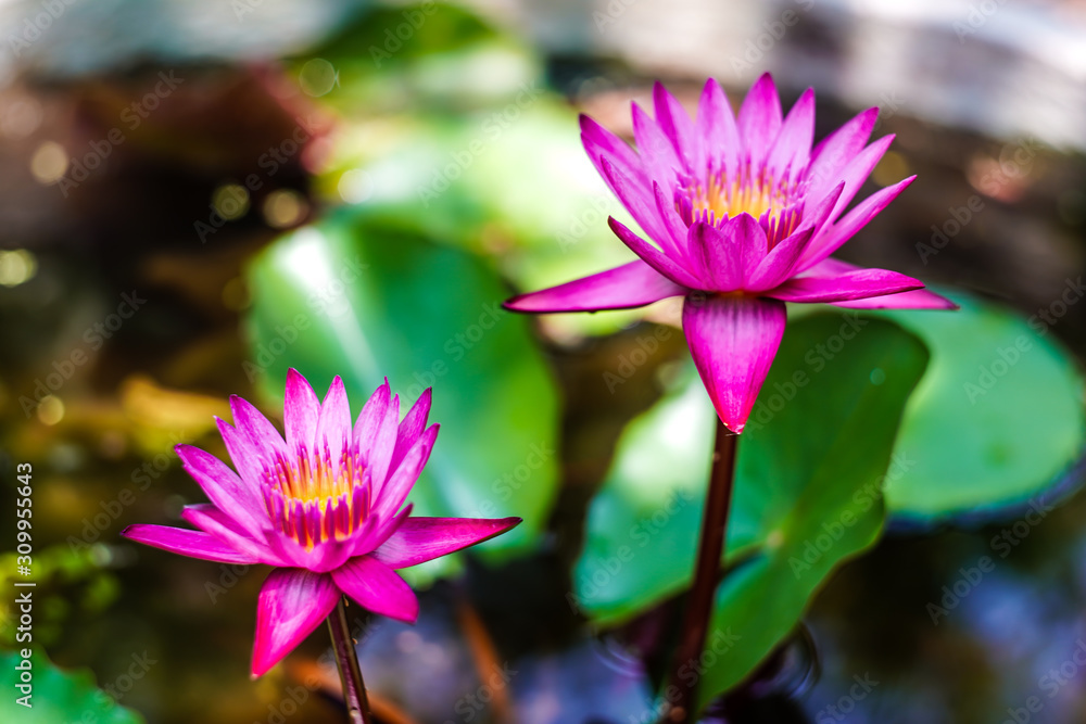 Beautiful lotus flower on the water after rain. Beautiful lotus flower on the water after rain.