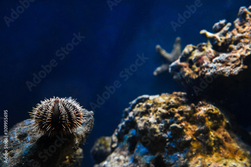 The marine background is a classic blue. Sea urchin among the corals. photo