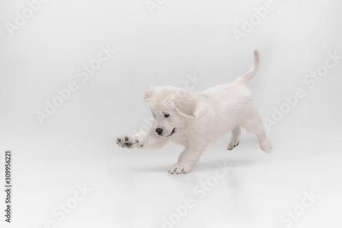 Catching. English cream golden retriever playing. Cute playful doggy or purebred pet looks cute isolated on white background. Concept of motion, action, movement, dogs and pets love. Copyspace. © master1305