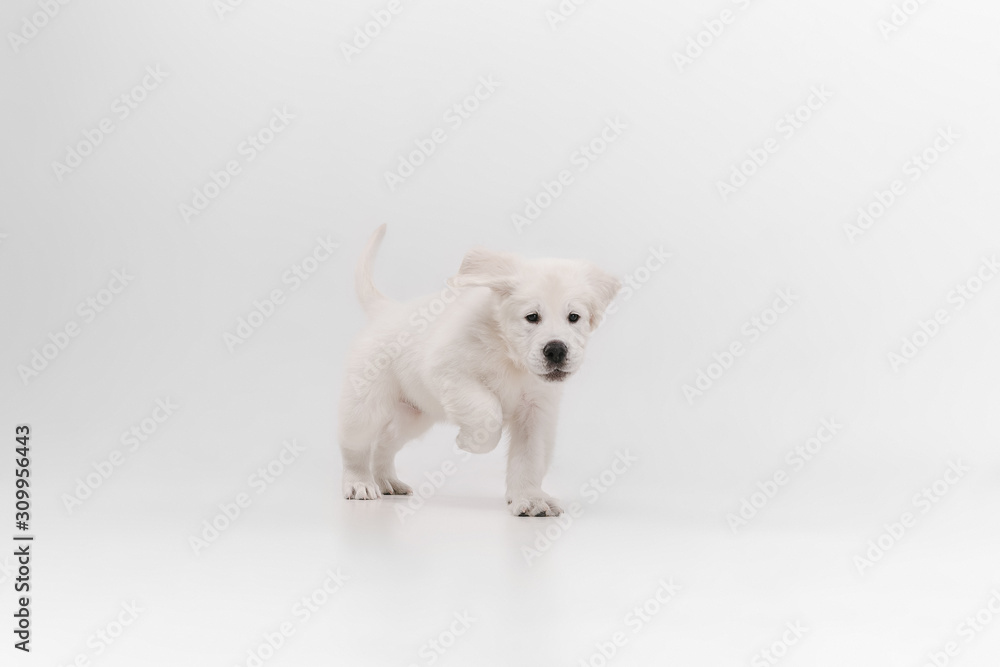 Catching. English cream golden retriever playing. Cute playful doggy or purebred pet looks cute isolated on white background. Concept of motion, action, movement, dogs and pets love. Copyspace.