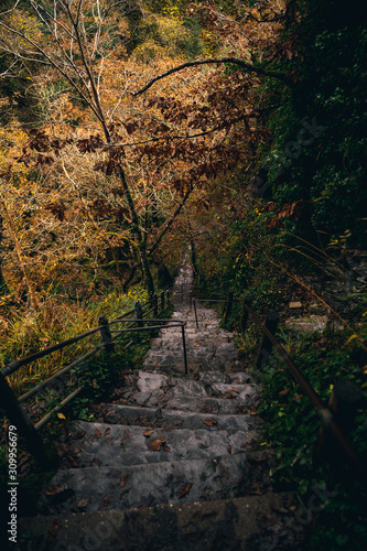 Fototapeta Naklejka Na Ścianę i Meble -  Steep steps in a forest over a river. Near Devil's Bridge in Ceredigion. 