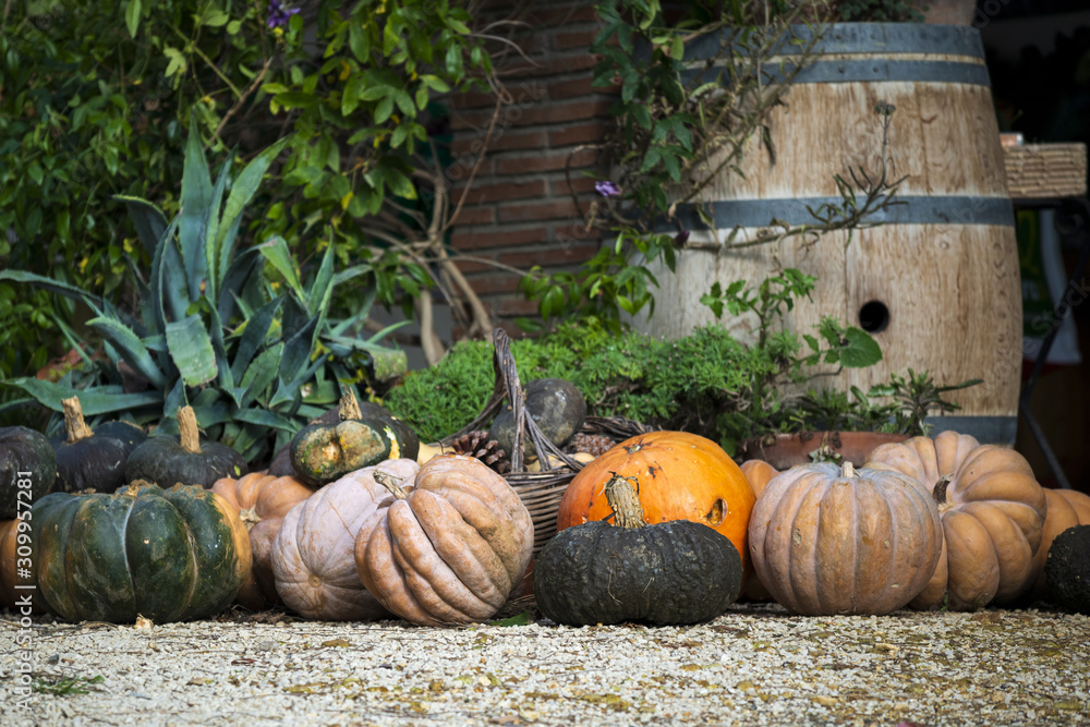 Courges de différentes variétés et couleurs Stock Photo | Adobe Stock
