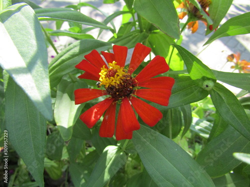 Close up view of beauty bunga kertas or kenikir kenikiran asteraceae or daisy comopistae aster comopoiste sunflower flowers plant. Head Red  yellow white orange gold purple red brown color subfamilies photo