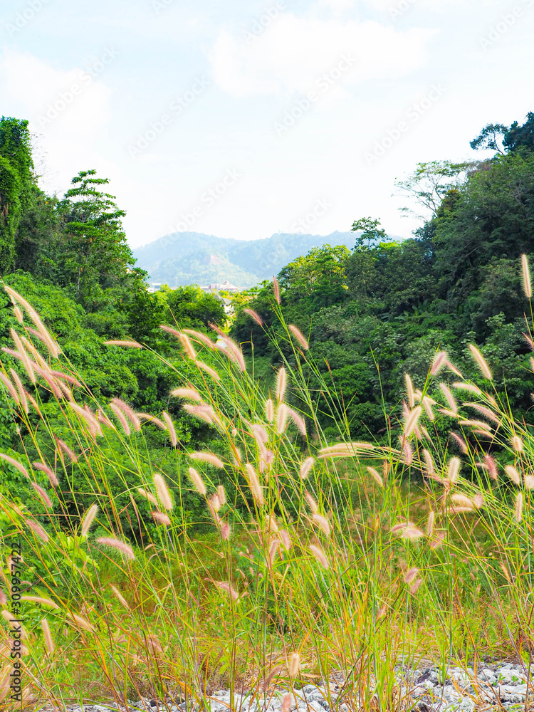 The grass flower that overlooks the city. The grass flower that overlooks the city.