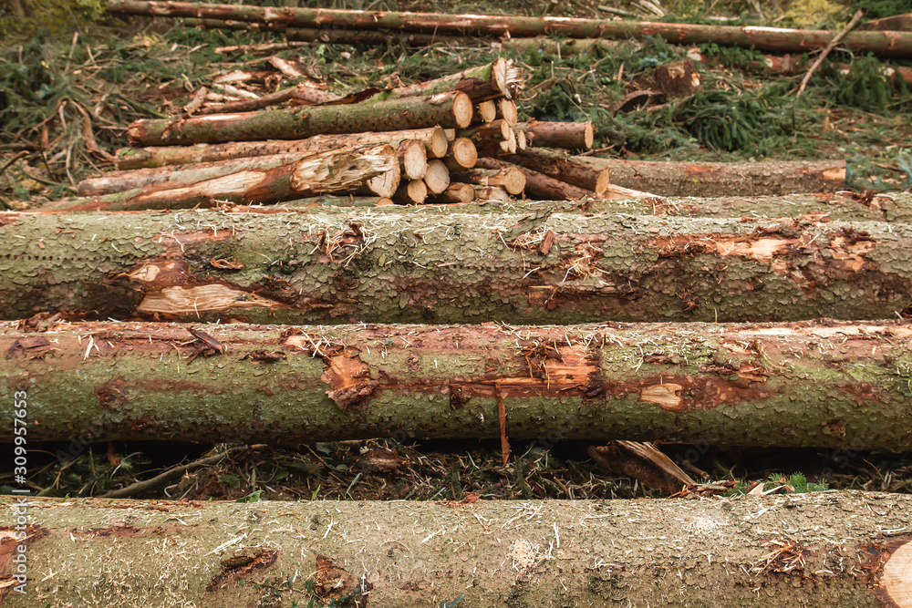 Chopped down pine tree logs Chopped down pine tree logs