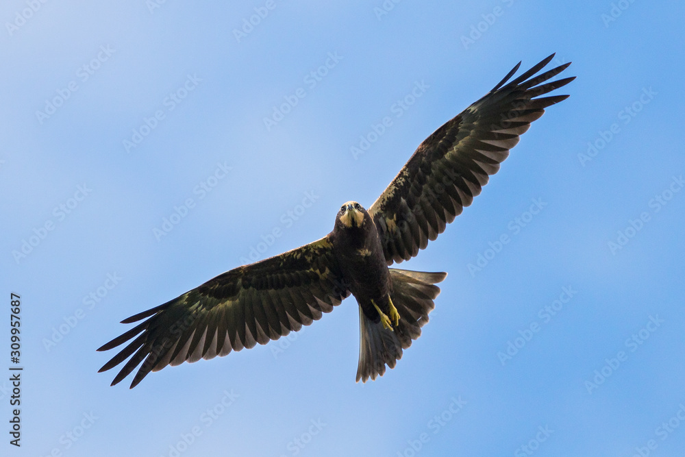 Obraz premium Western Marsh Harrier (Circus aeruginosus) juvenile flying, Baden-Wuerttemberg, Germany