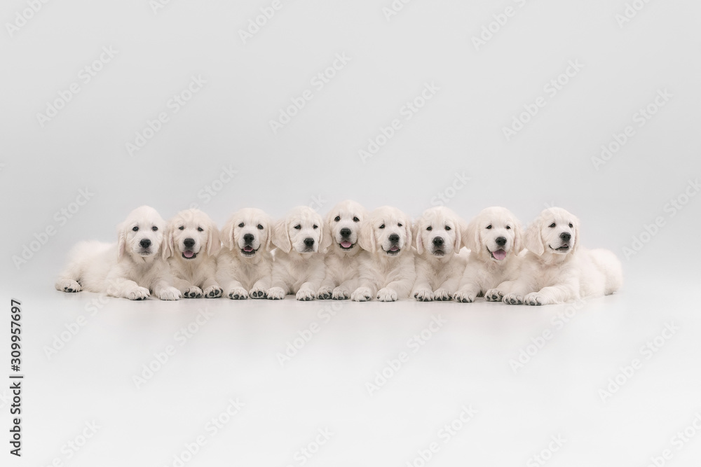 Big family. English cream golden retrievers posing. Cute playful doggies or purebred pets looks cute isolated on white background. Concept of motion, action, movement, dogs and pets love. Copyspace. Big family. English cream golden retrievers posing. Cute playful doggies or purebred pets looks cute isolated on white background. Concept of motion, action, movement, dogs and pets love. Copyspace.