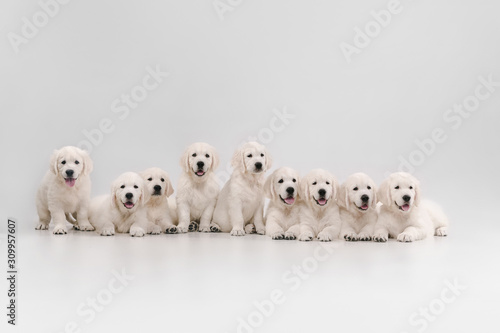Big family. English cream golden retrievers posing. Cute playful doggies or purebred pets looks cute isolated on white background. Concept of motion, action, movement, dogs and pets love. Copyspace. © master1305