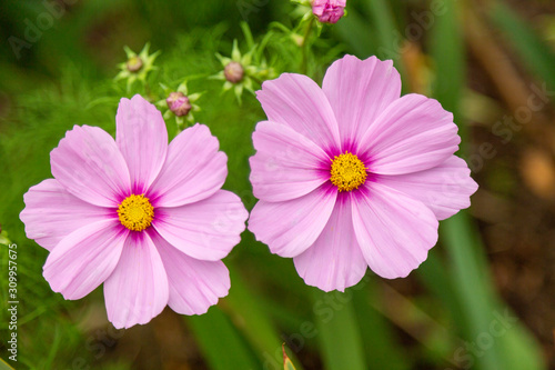 detail of two pale pink cosmos flowers
