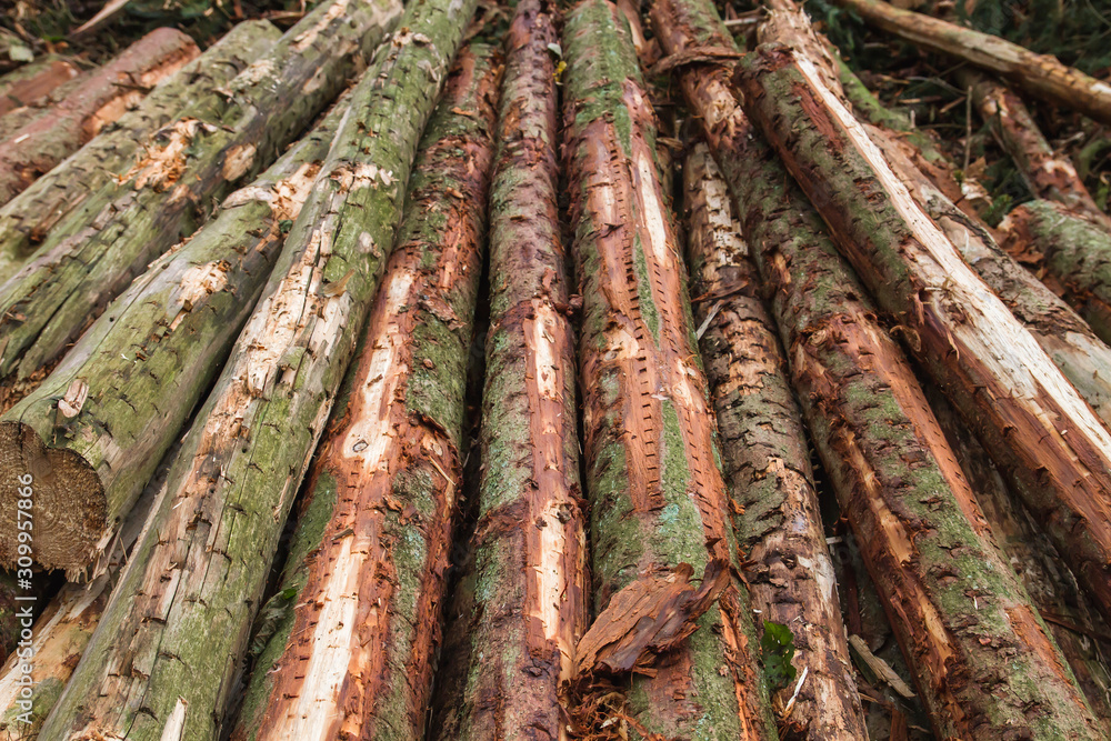 Pile of chopped down pine tree logs Pile of chopped down pine tree logs