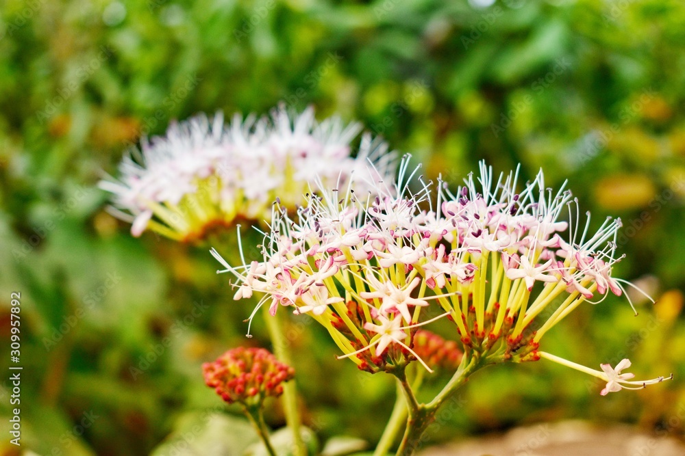 Pink flower on green leaves background.