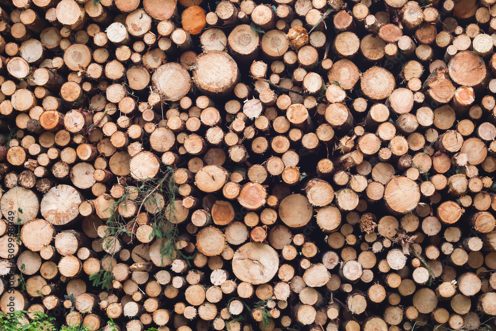 Pile of chopped down logs Pile of chopped down logs