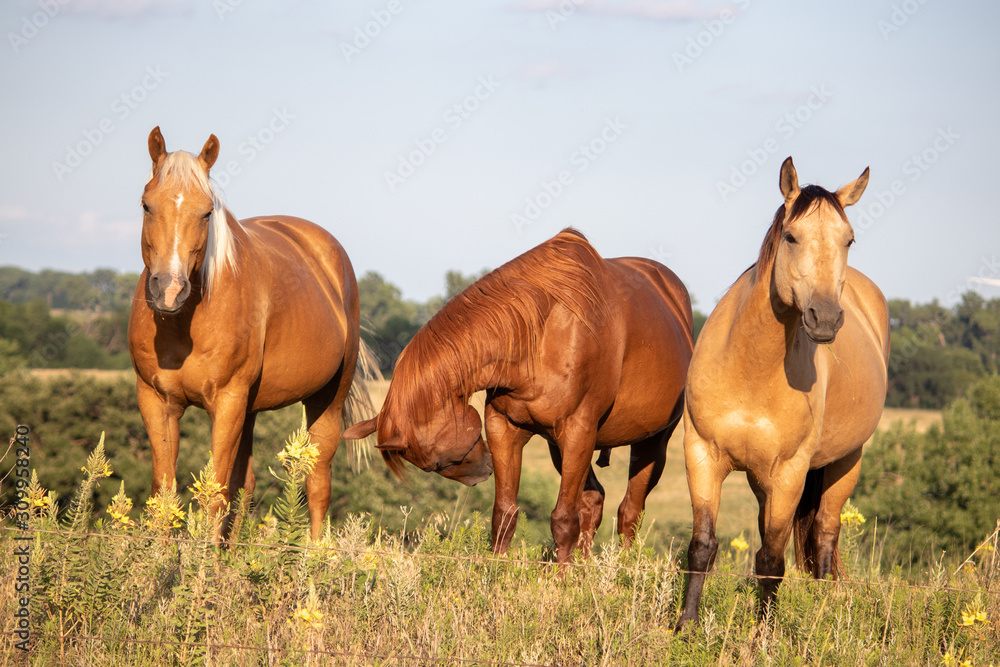 Three mare in the pasture 