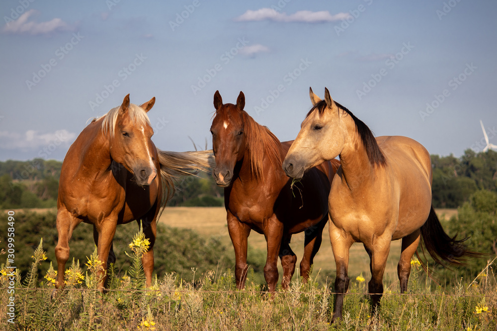 Fototapeta premium Three horses in the field