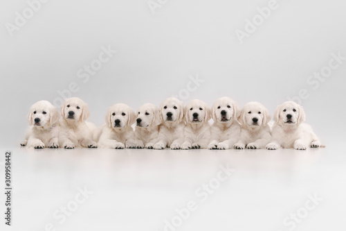Big family. English cream golden retrievers posing. Cute playful doggies or purebred pets looks cute isolated on white background. Concept of motion  action  movement  dogs and pets love. Copyspace.